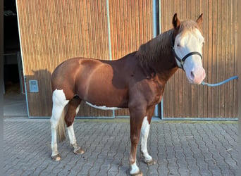 American Paint Horse, Étalon, 6 Ans, Overo-toutes couleurs