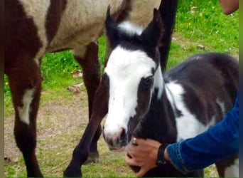 American Paint Horse, Étalon, 9 Ans, 148 cm, Tobiano-toutes couleurs