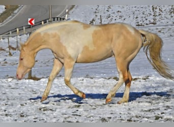 American Paint Horse, Étalon, 9 Ans, 149 cm, Champagne