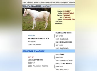 American Paint Horse, Étalon, 9 Ans, 149 cm, Champagne