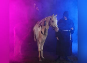 American Paint Horse, Étalon, 9 Ans, 149 cm, Champagne