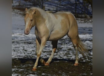 American Paint Horse, Étalon, 9 Ans, 149 cm, Champagne