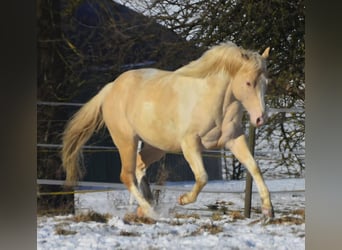 American Paint Horse, Étalon, 9 Ans, 149 cm, Champagne