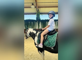 American Paint Horse, Étalon, 9 Ans, 154 cm, Pinto