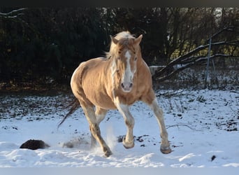 American Paint Horse, Étalon, 27 Ans, 154 cm, Champagne