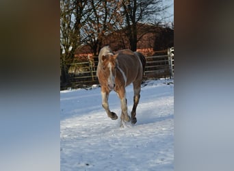 American Paint Horse, Étalon, 27 Ans, 154 cm, Champagne