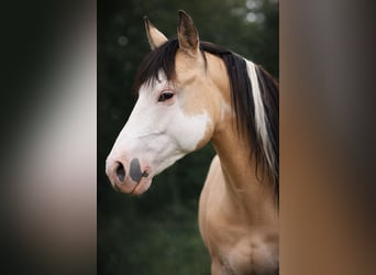 American Paint Horse, Étalon, 9 Ans, 146 cm, Overo-toutes couleurs