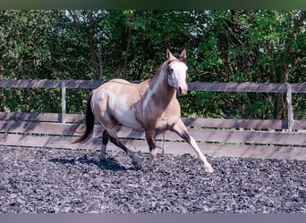 American Paint Horse, Étalon, 9 Ans, 146 cm, Overo-toutes couleurs