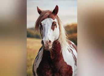 American Paint Horse, Étalon, 18 Ans, 157 cm, Pinto