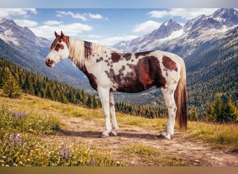 American Paint Horse, Étalon, 18 Ans, 157 cm, Pinto