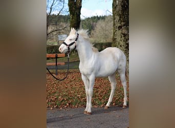 American Paint Horse, Étalon, Poulain (05/2025), 150 cm, Overo-toutes couleurs