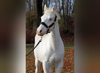 American Paint Horse, Étalon, Poulain (05/2025), 150 cm, Overo-toutes couleurs