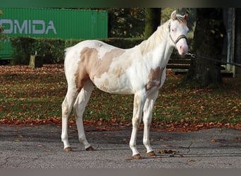 American Paint Horse, Étalon, Poulain (03/2025), 150 cm, Overo-toutes couleurs