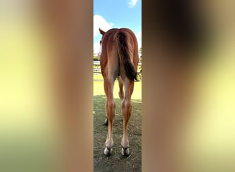 American Paint Horse, Étalon, Poulain (07/2026), 152 cm, Pinto