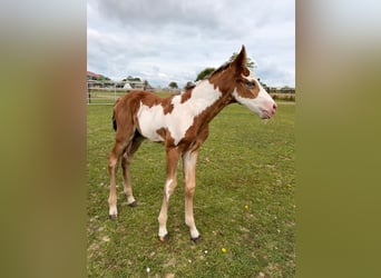 American Paint Horse, Étalon, Poulain (07/2026), 152 cm, Pinto