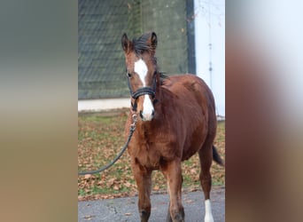 American Paint Horse, Étalon, Poulain (04/2025), 153 cm, Bai