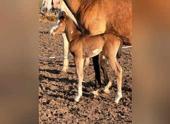 American Paint Horse, Étalon, Poulain (03/2026), 153 cm, Bai