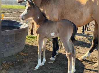 American Paint Horse, Étalon, Poulain (03/2026), 153 cm, Bai