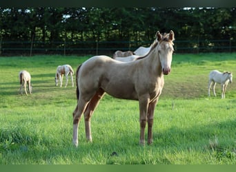 American Paint Horse, Étalon, Poulain (04/2025), 153 cm, Champagne