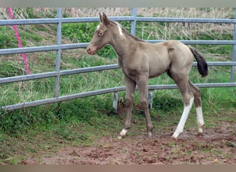 American Paint Horse, Étalon, Poulain (04/2025), 153 cm, Champagne
