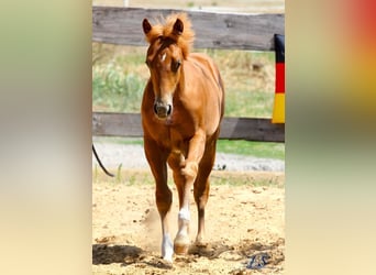 American Paint Horse, Étalon, Poulain (04/2026), 154 cm, Alezan