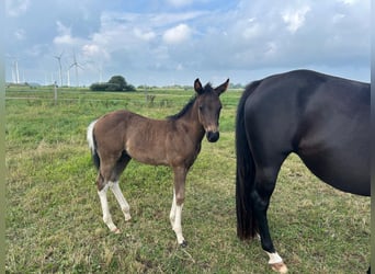 American Paint Horse, Étalon, Poulain (06/2026), 154 cm, Tobiano-toutes couleurs