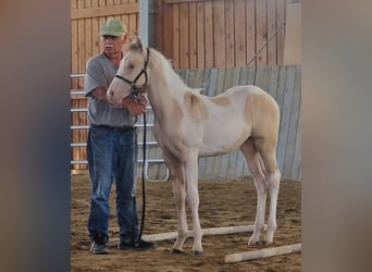 American Paint Horse, Étalon, Poulain (03/2026), 155 cm