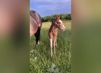 American Paint Horse, Étalon, Poulain (01/2026), 160 cm, Overo-toutes couleurs