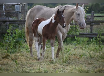 American Paint Horse, Étalon, Poulain (04/2026), 160 cm, Tobiano-toutes couleurs