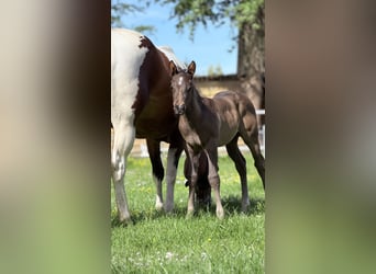 American Paint Horse, Étalon, Poulain (04/2026), Noir