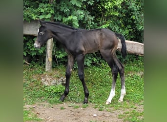 American Paint Horse, Étalon, Poulain (06/2026), Peut devenir gris