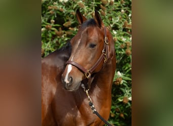 American Paint Horse, Gelding, 10 years, 13.2 hh, Brown