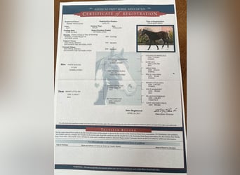 American Paint Horse, Gelding, 10 years, 13.2 hh, Brown