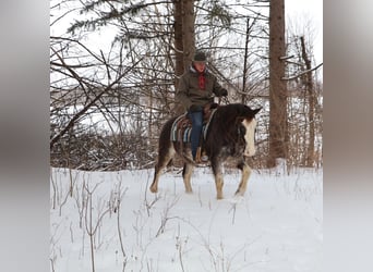American Paint Horse, Gelding, 10 years, 14.1 hh, Roan-Blue