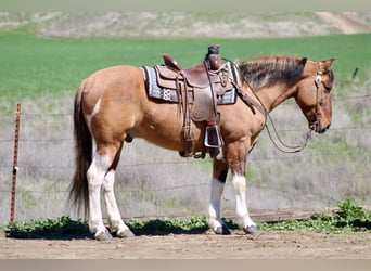American Paint Horse, Gelding, 10 years, 14.2 hh, Tobiano-all-colors
