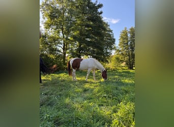American Paint Horse, Gelding, 10 years, 14.3 hh, Tobiano-all-colors