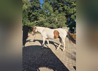 American Paint Horse, Gelding, 10 years, 14.3 hh, Tobiano-all-colors