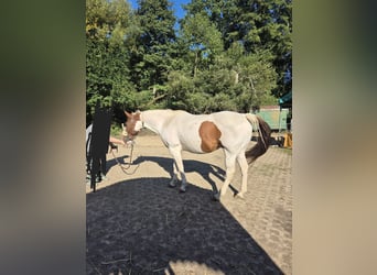 American Paint Horse, Gelding, 10 years, 14.3 hh, Tobiano-all-colors