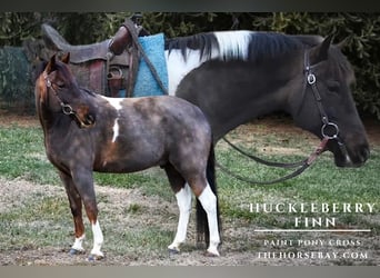 American Paint Horse Mix, Gelding, 10 years, 14 hh, Brown