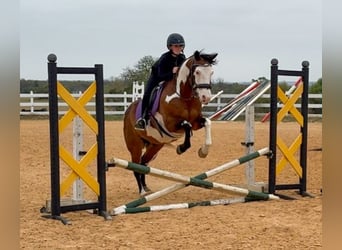 American Paint Horse, Gelding, 10 years, 14,2 hh, Bay