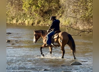 American Paint Horse, Gelding, 10 years, 14,2 hh, Dun