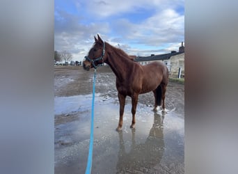 American Paint Horse, Gelding, 10 years, 15.2 hh, Chestnut-Red
