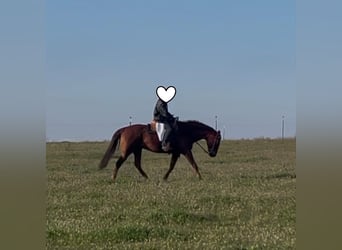 American Paint Horse, Gelding, 10 years, 15.2 hh, Chestnut-Red