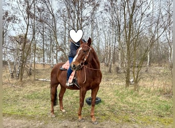 American Paint Horse, Gelding, 10 years, 15.2 hh, Chestnut-Red