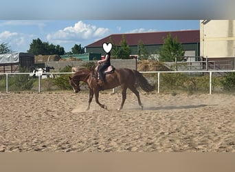 American Paint Horse, Gelding, 10 years, 15.2 hh, Chestnut-Red