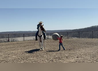 American Paint Horse, Gelding, 10 years, 15.2 hh, Tobiano-all-colors