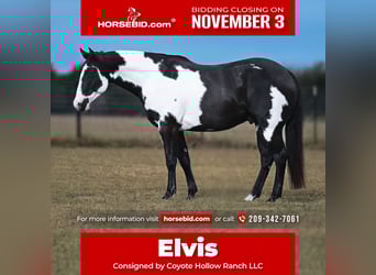 American Paint Horse, Gelding, 10 years, 15 hh, Pinto