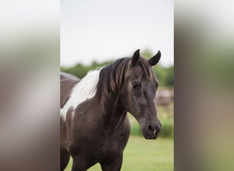 American Paint Horse, Gelding, 10 years, 15 hh, Pinto