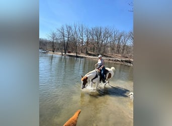 American Paint Horse, Gelding, 10 years, 15,2 hh, Tobiano-all-colors