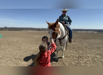 American Paint Horse, Gelding, 10 years, 15,2 hh, Tobiano-all-colors